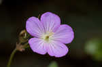 Wild geranium